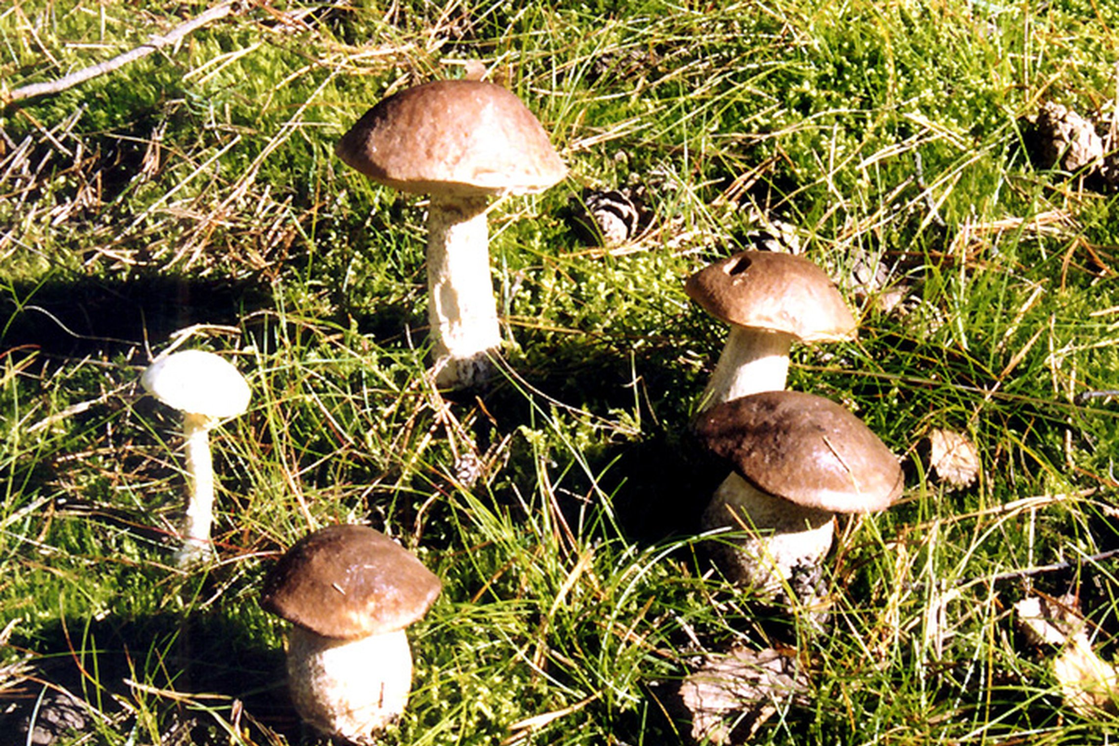 Iliustracija