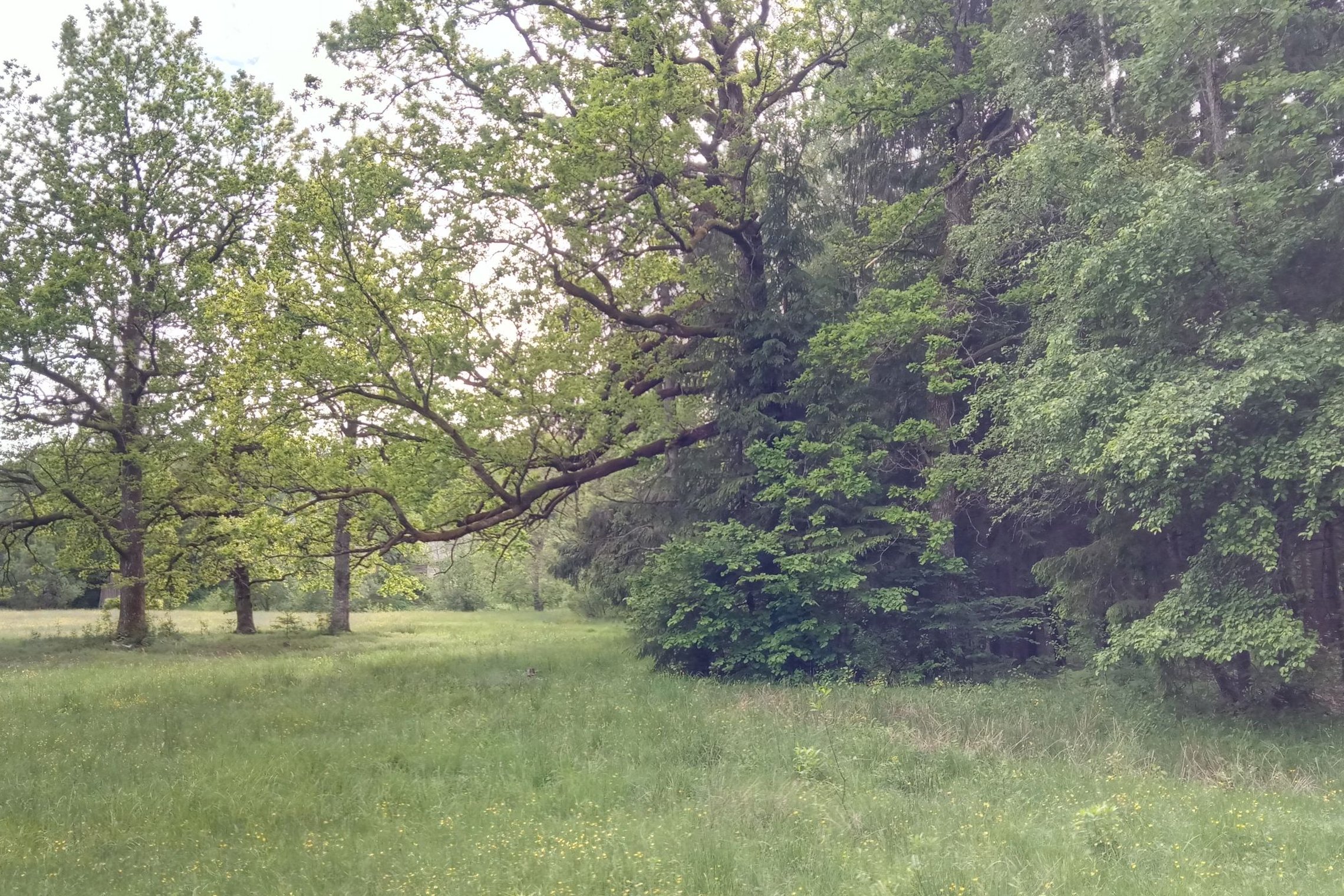 Iliustracija