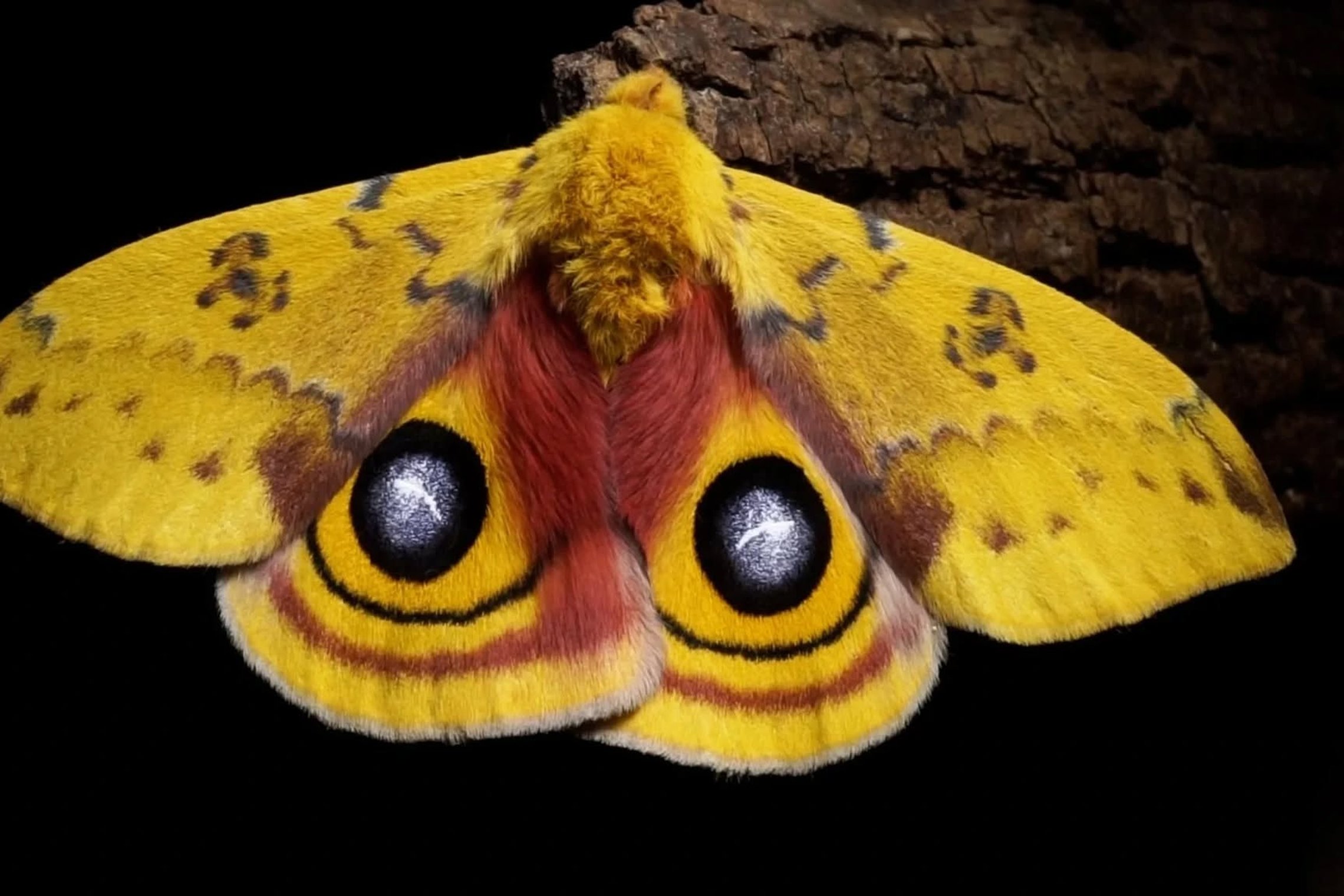 Iliustracija