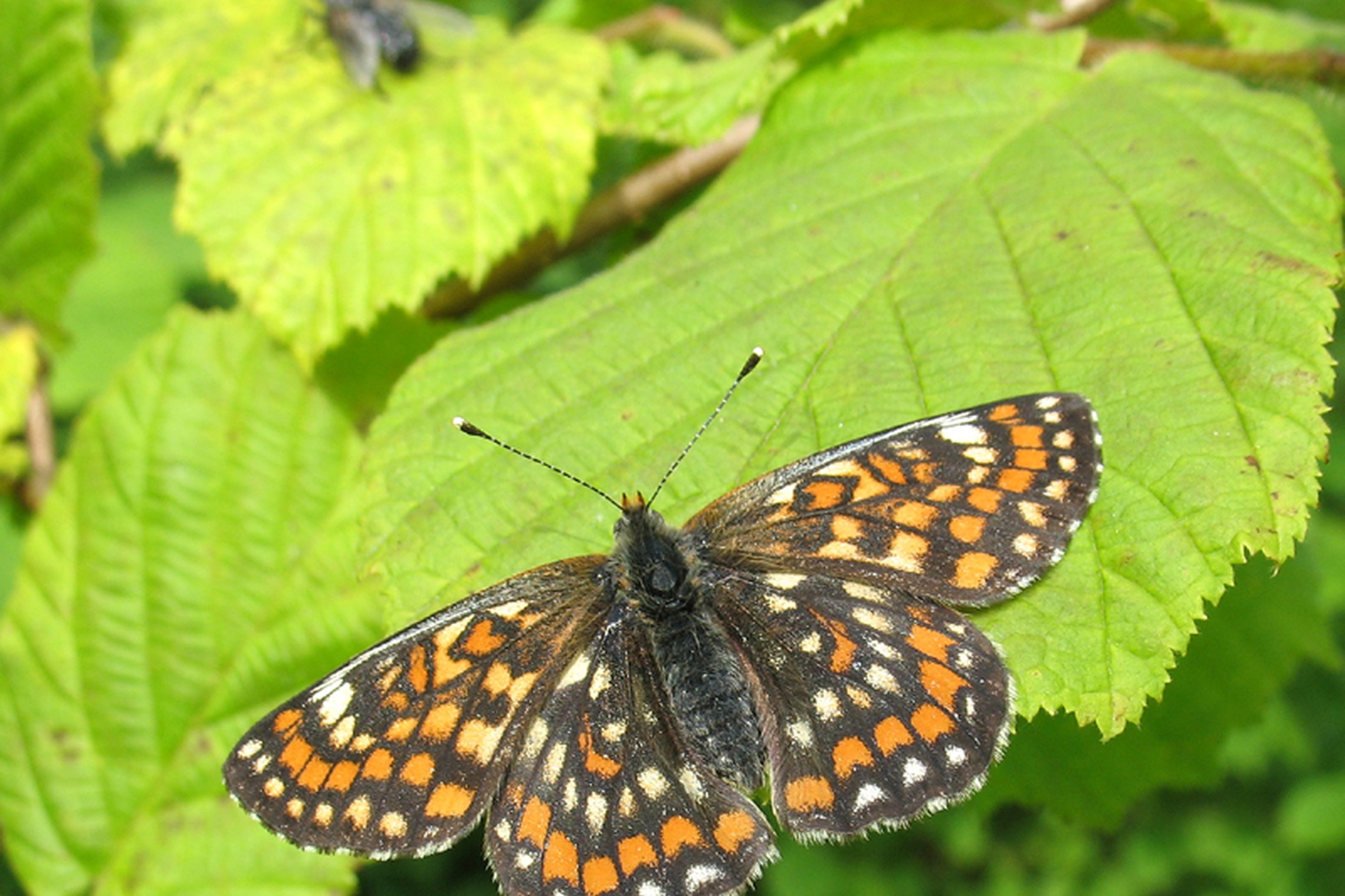 Iliustracija