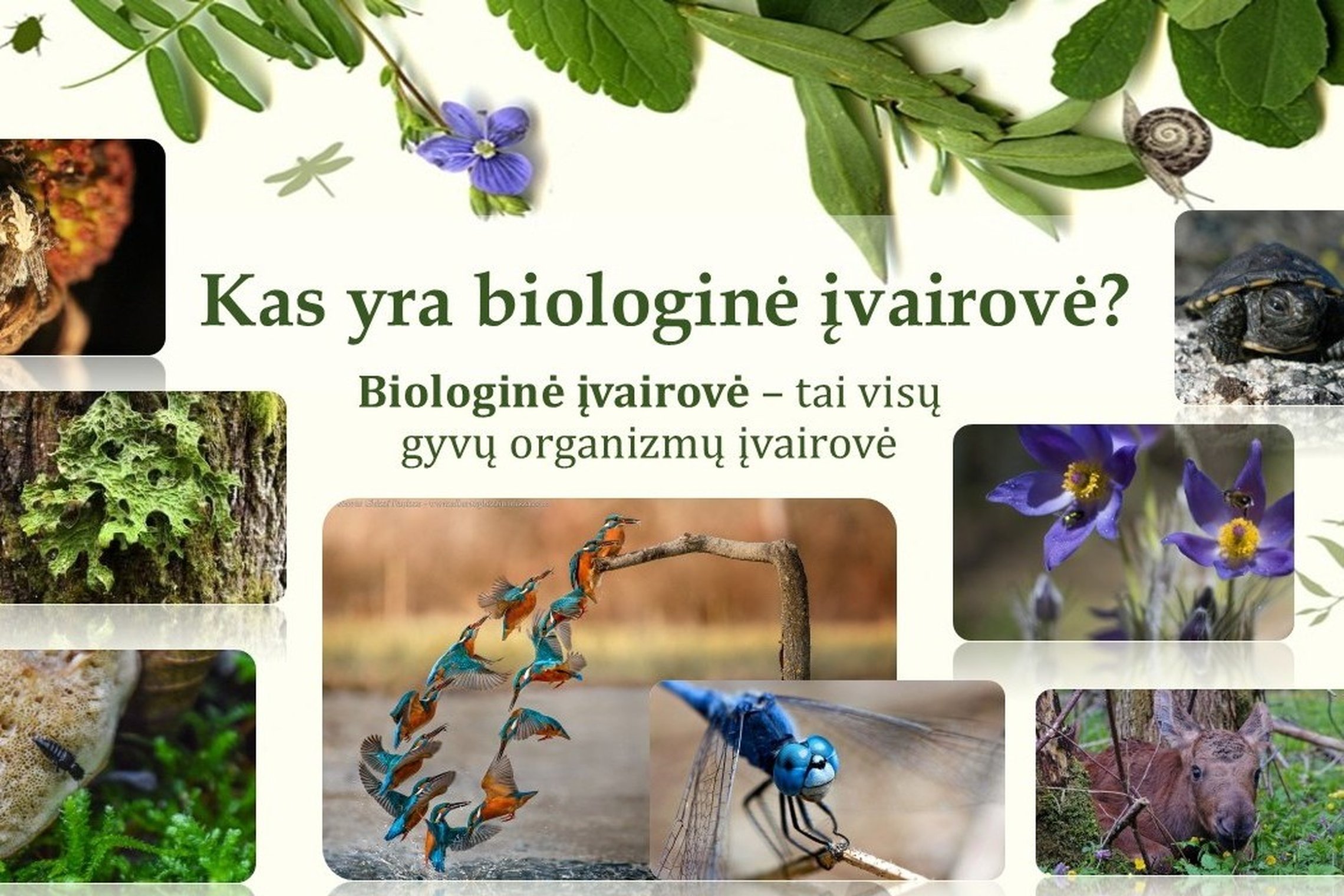 Iliustracija