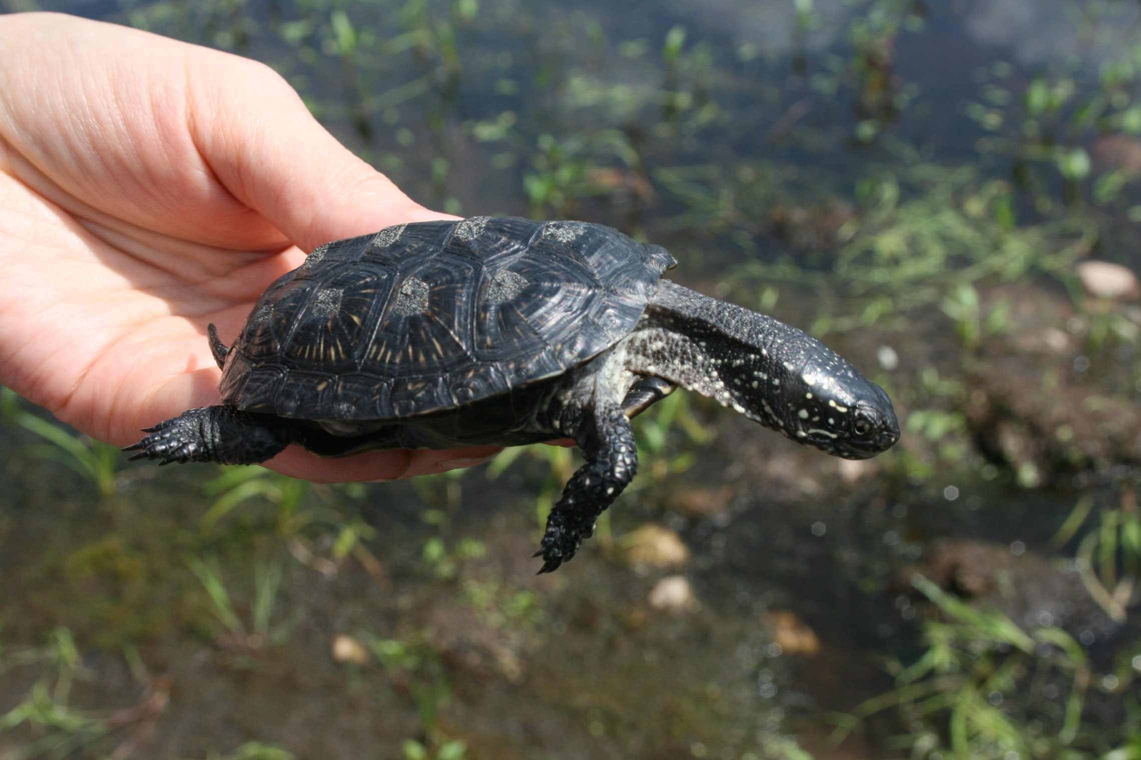 Iliustracija