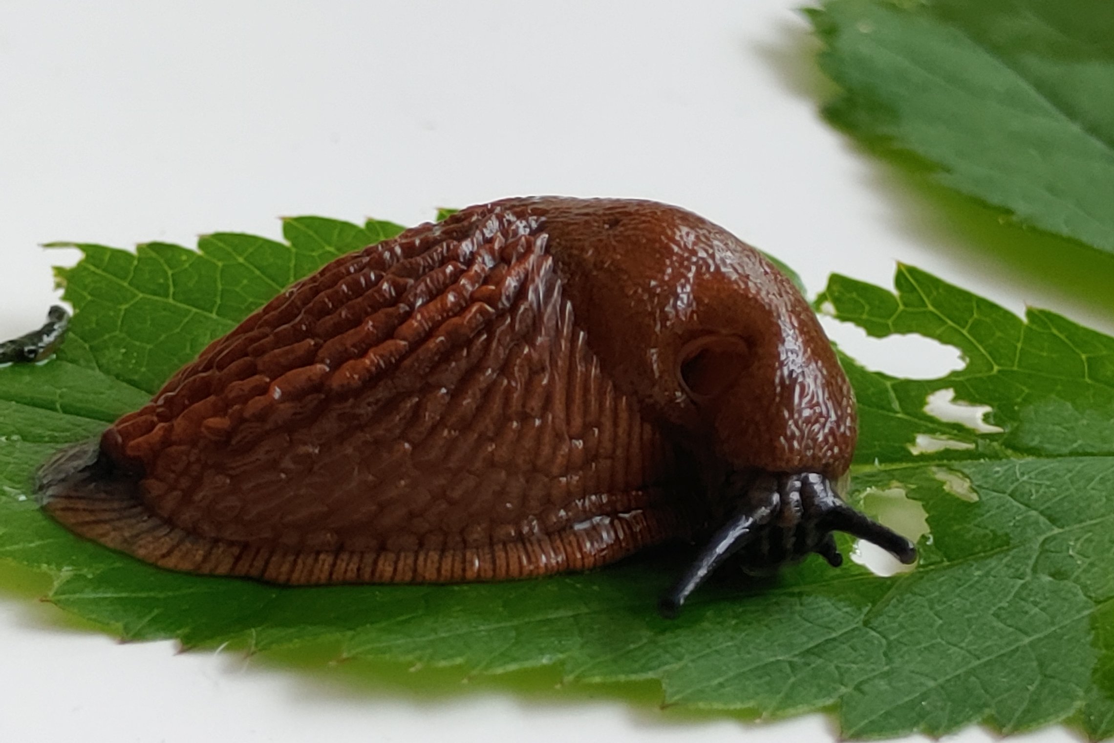 Iliustracija
