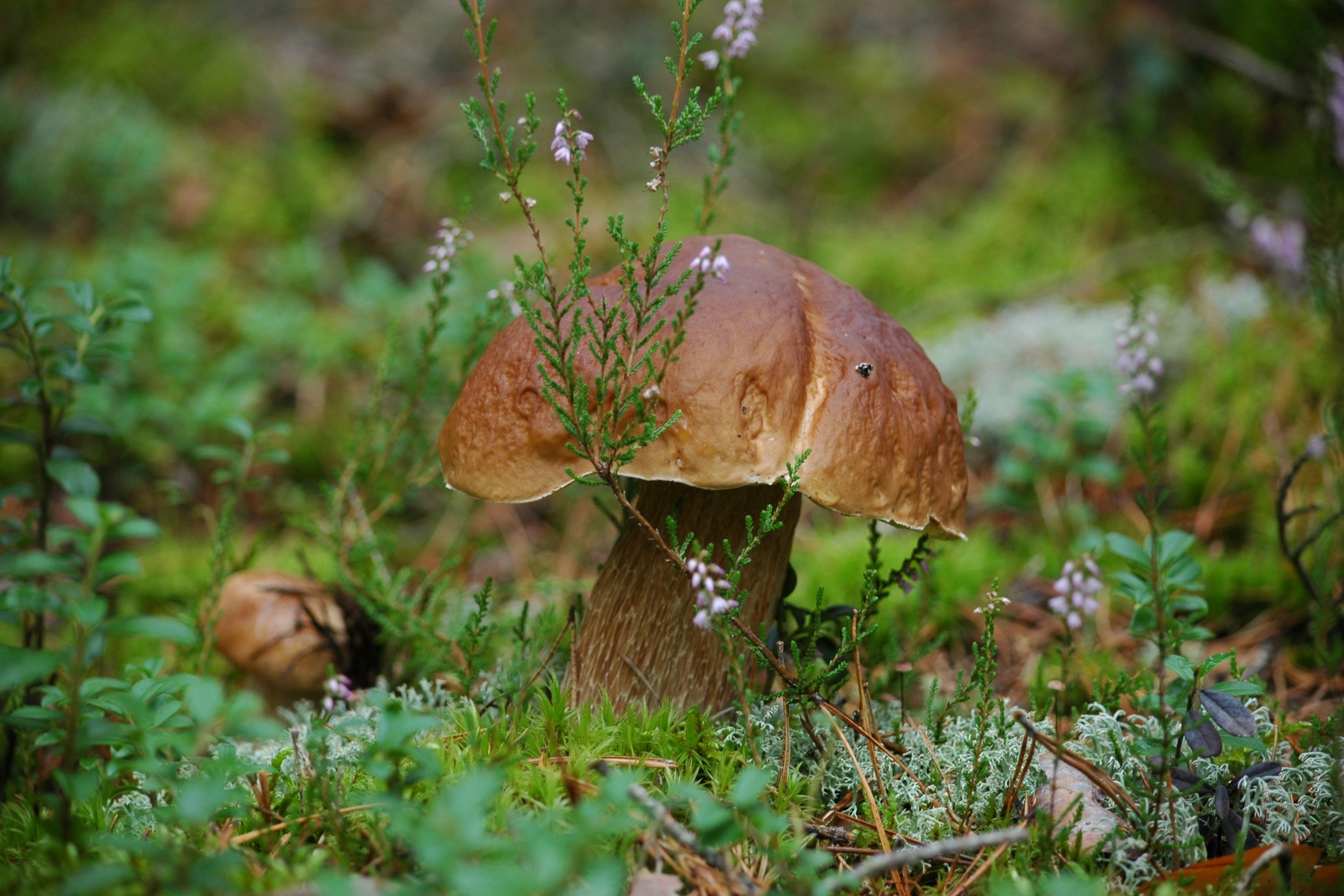 Iliustracija