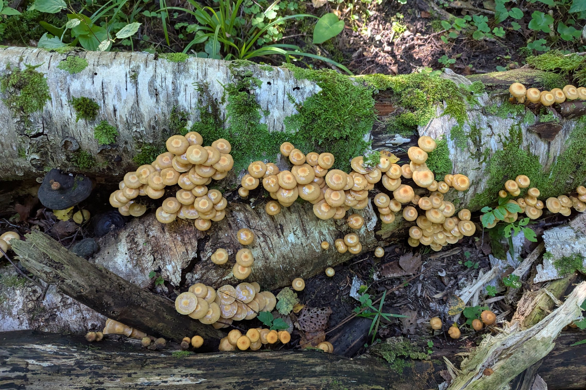 Iliustracija