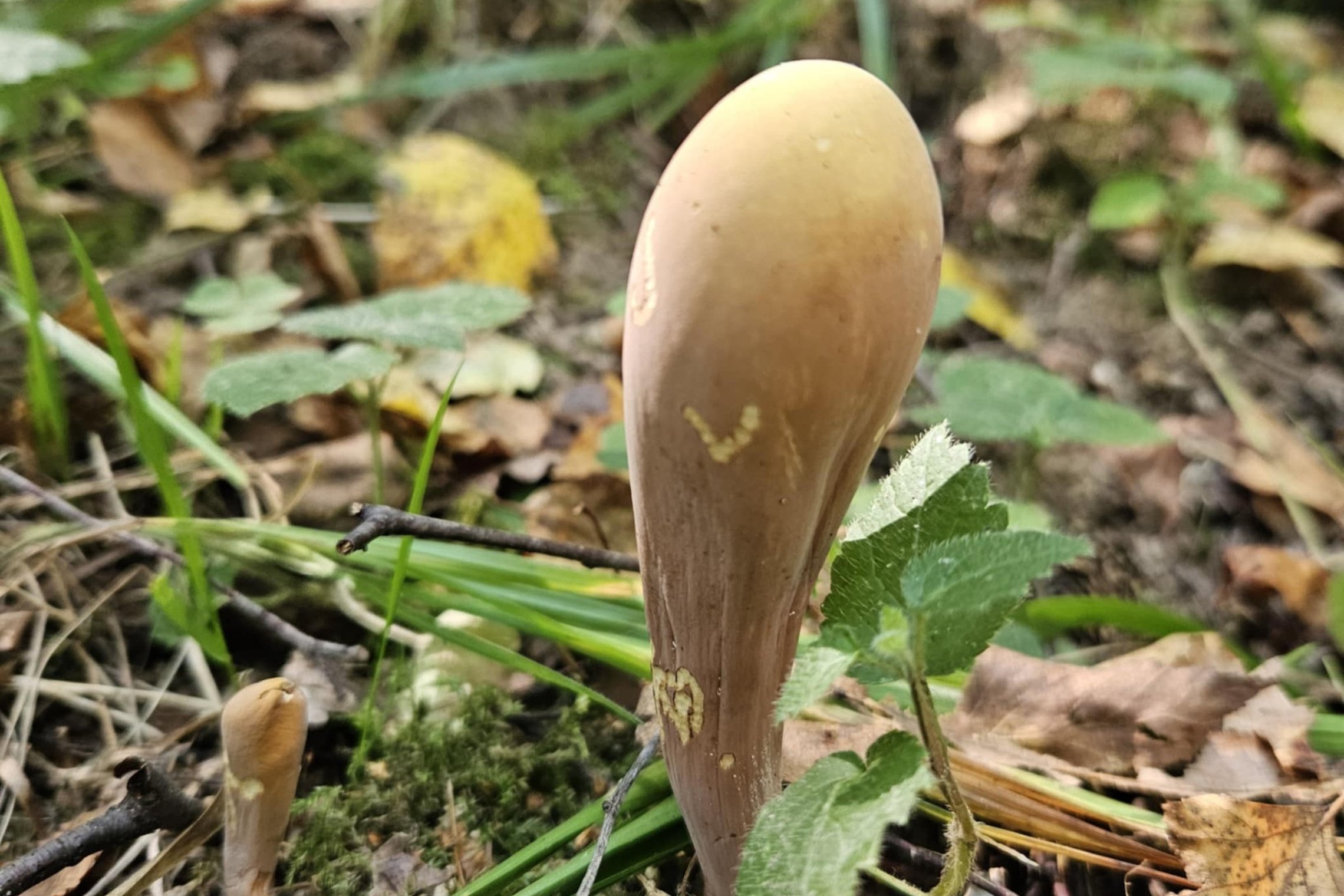 Iliustracija