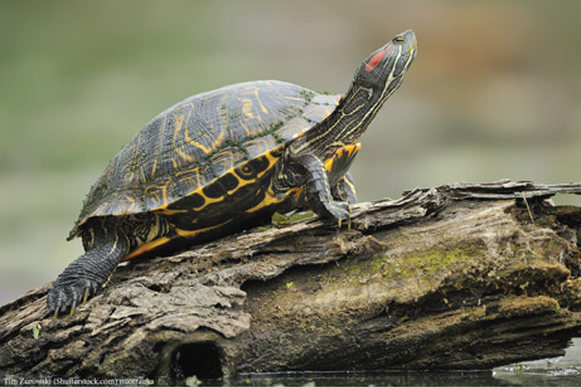 Iliustracija