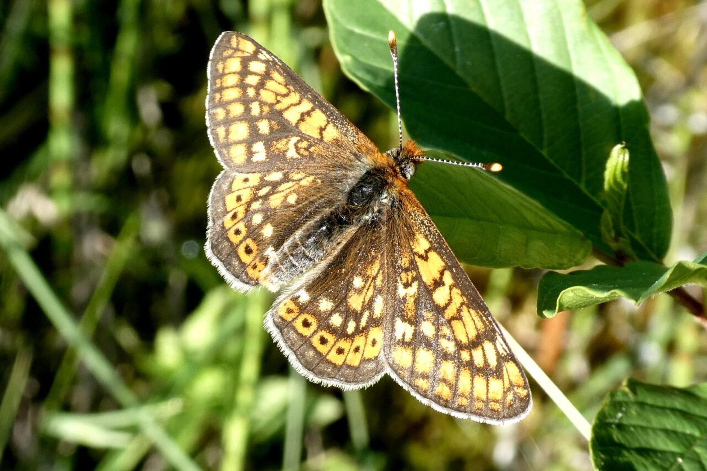 Iliustracija