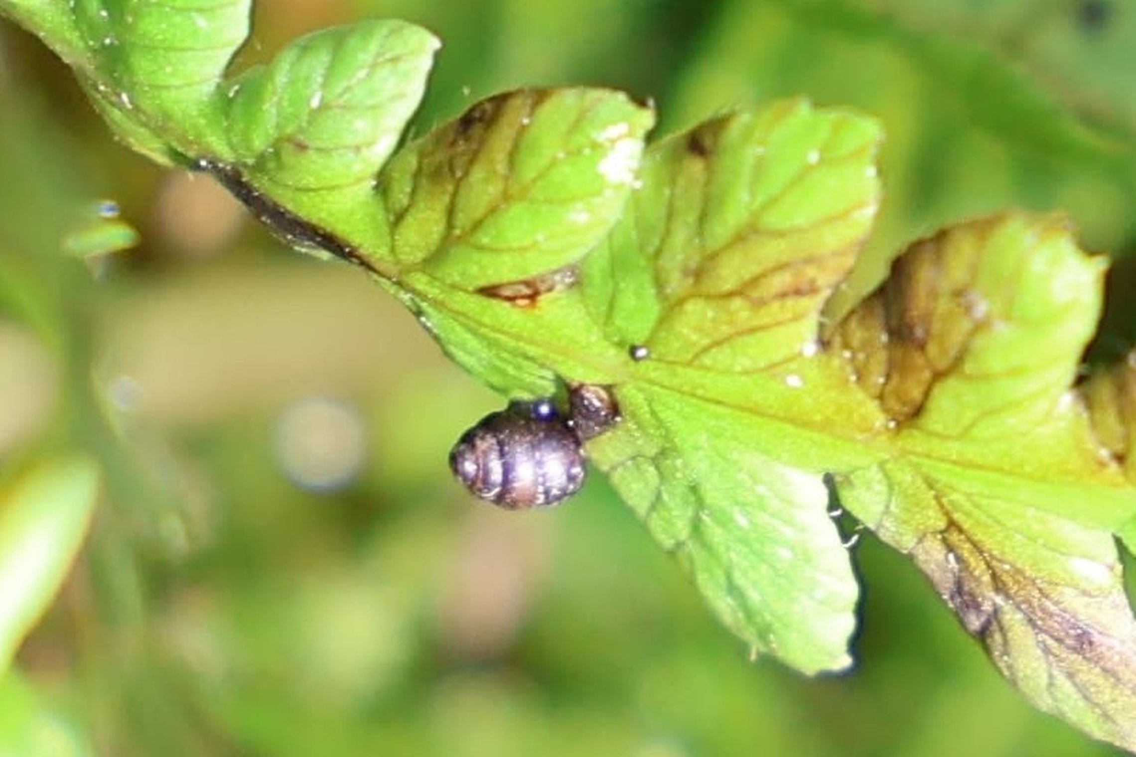 Iliustracija