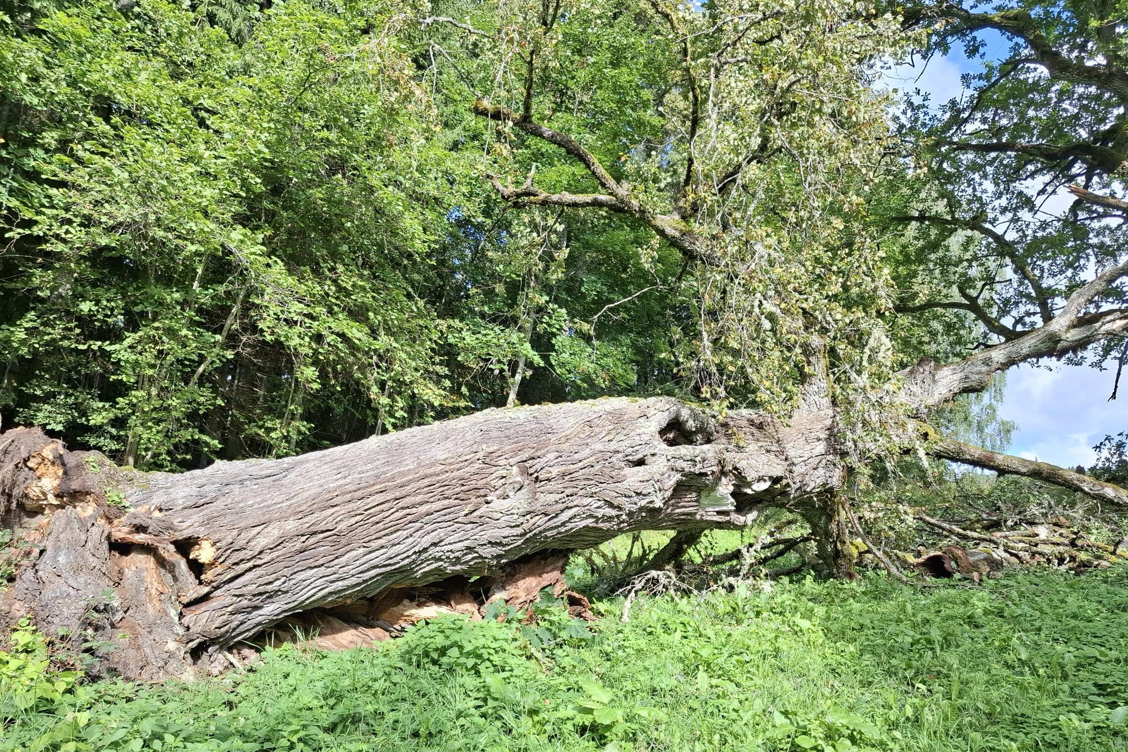 Iliustracija