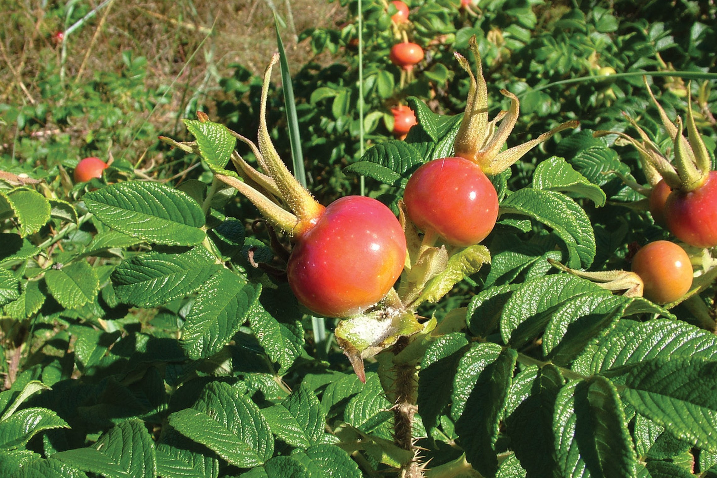 Iliustracija