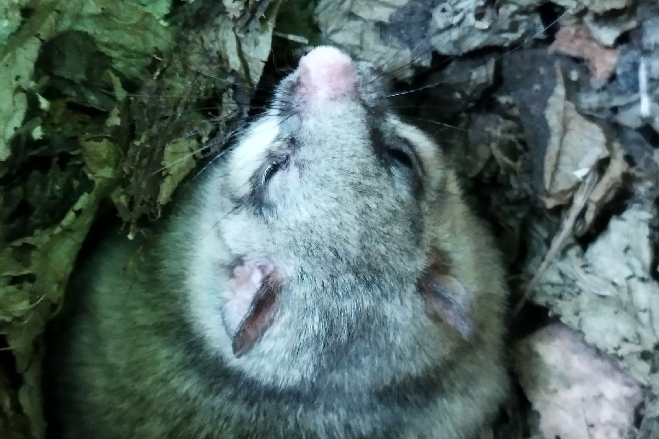 Iliustracija