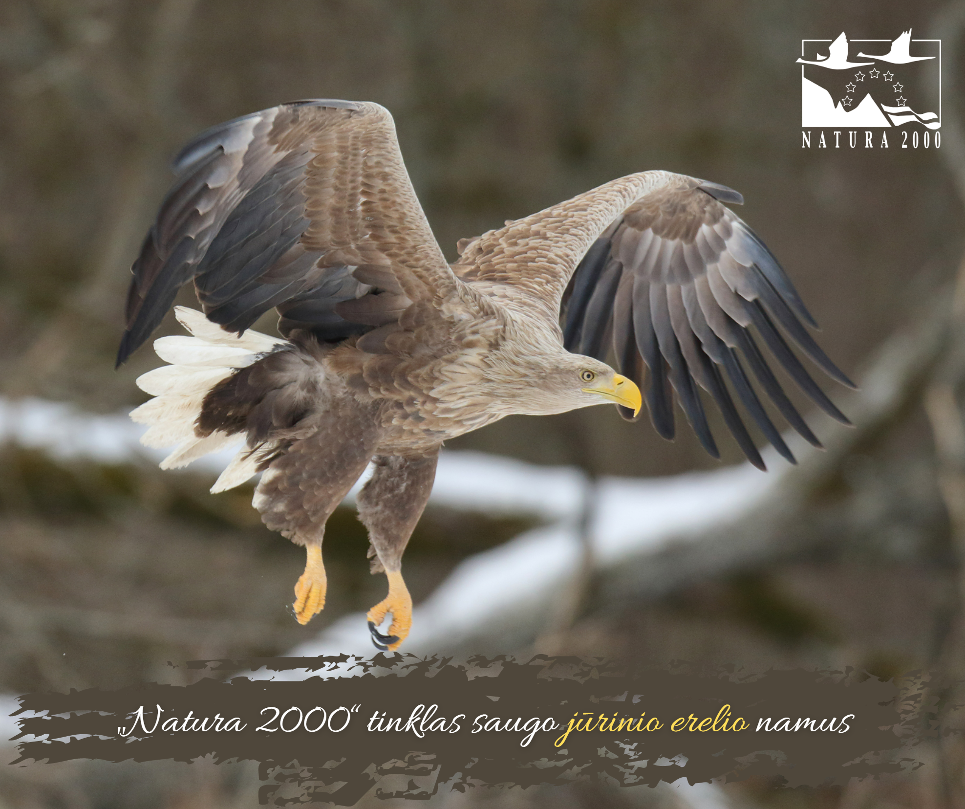 Natura 2000 saugo jurinio erelio namus.PNG