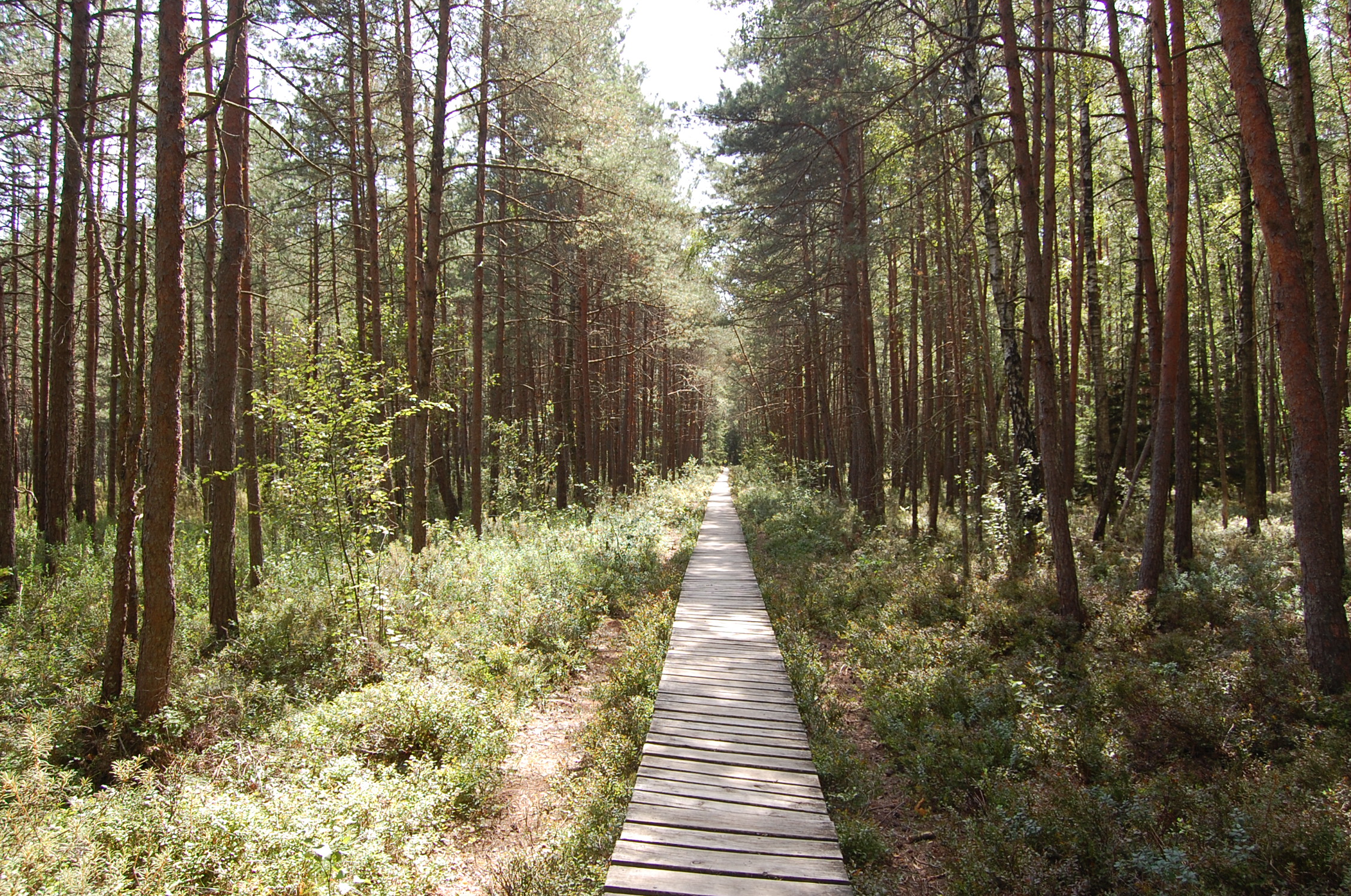 Varnikų takas (002).jpg