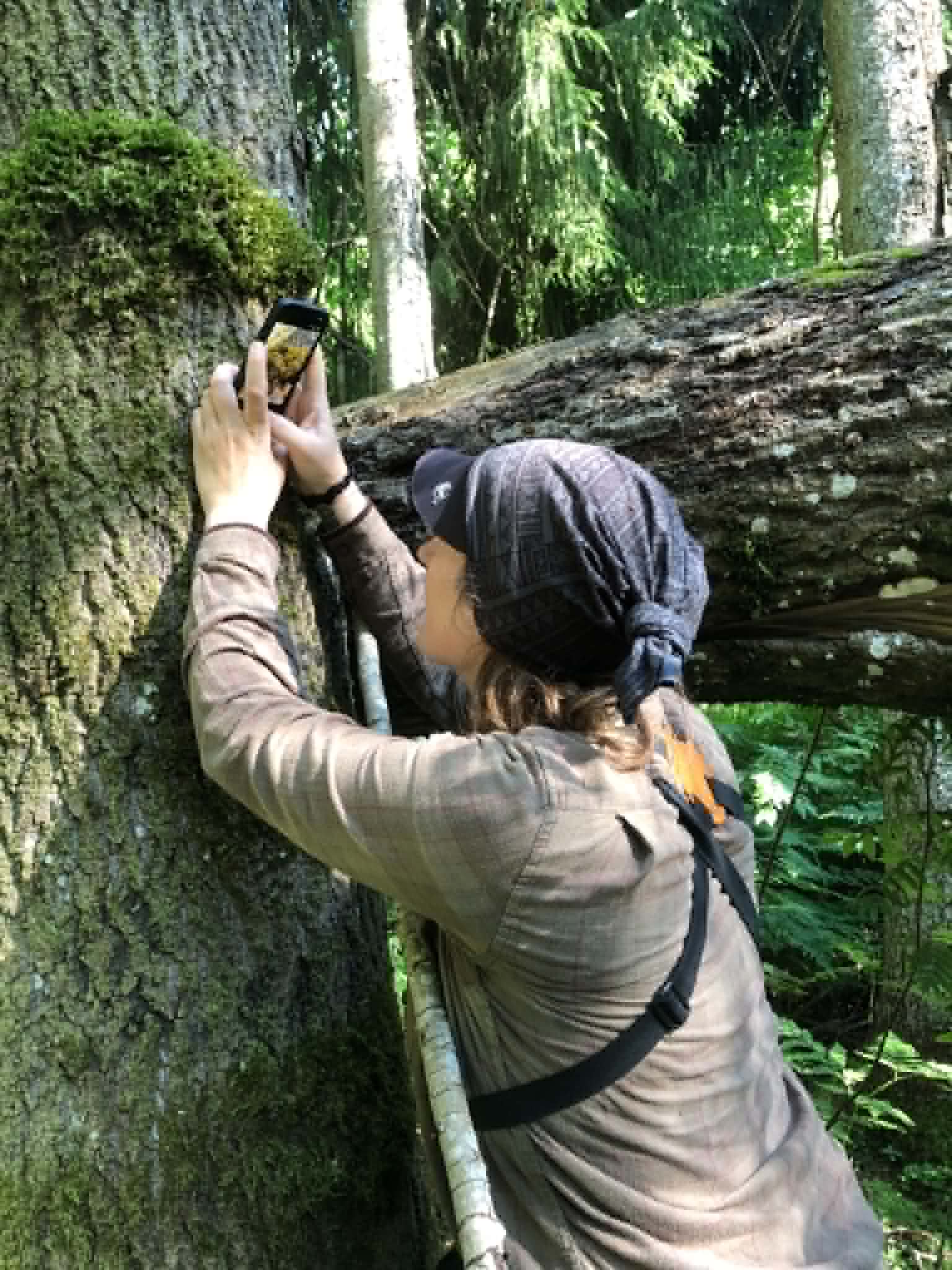 Stazuote Biržu RP_6.jfif